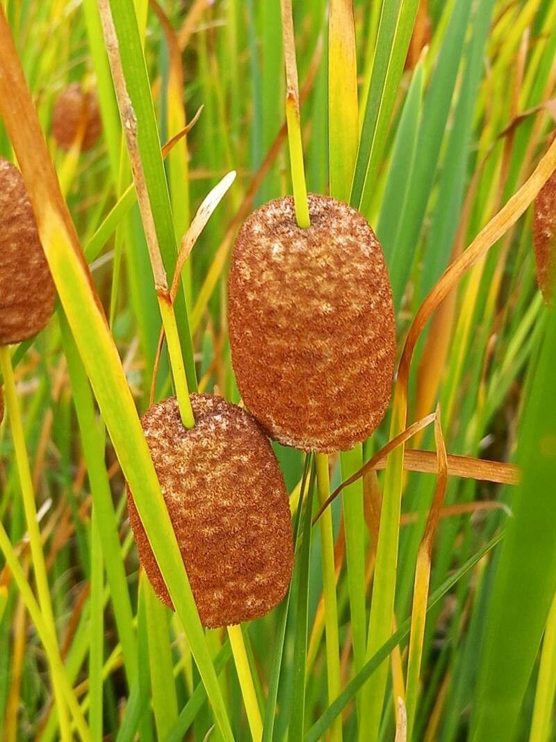 Typha laxmannii fruit