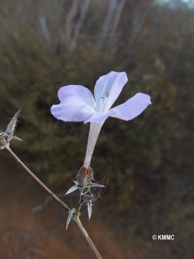Barleria humbertii — houseplant care guide