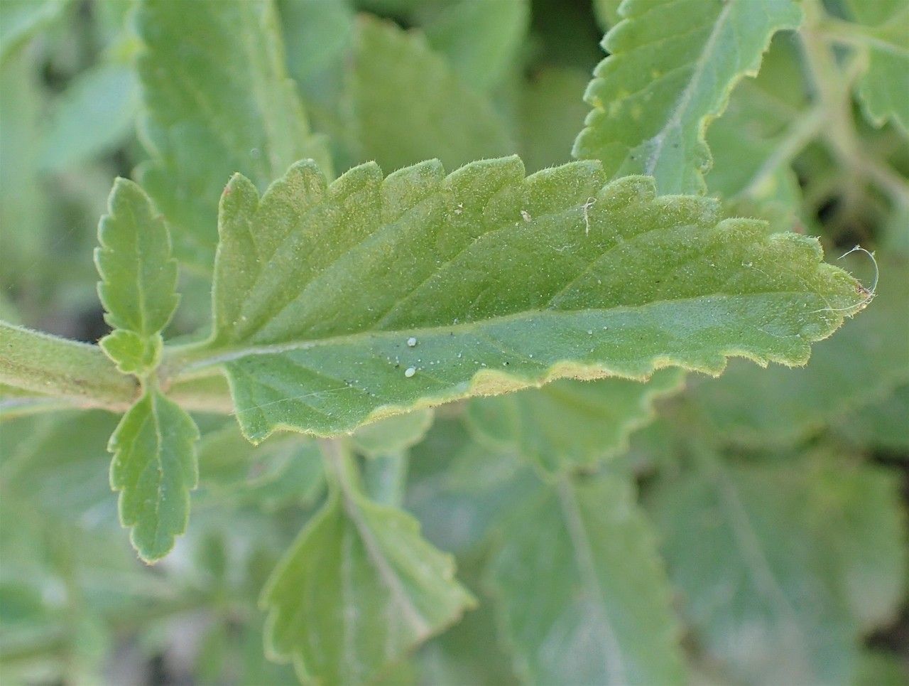 Teucrium arduinii leaf
