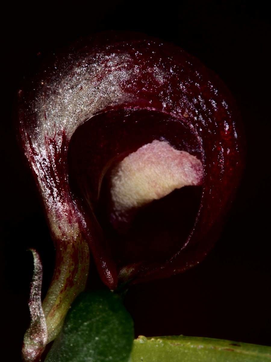 Corybas pignalii — houseplant care guide