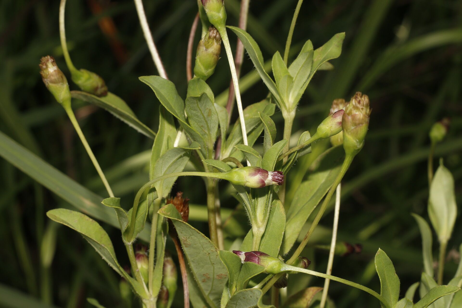 Espejoa mexicana flower