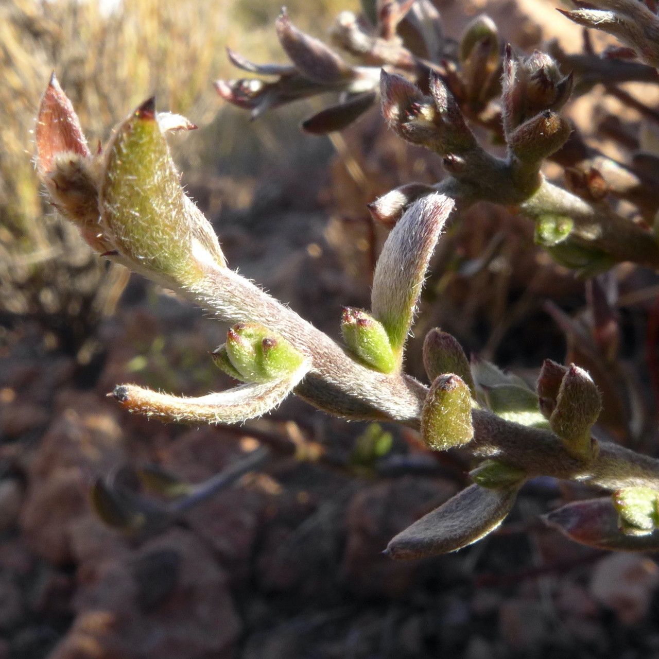 Krameria lappacea — search result for 'Krameriaceae'