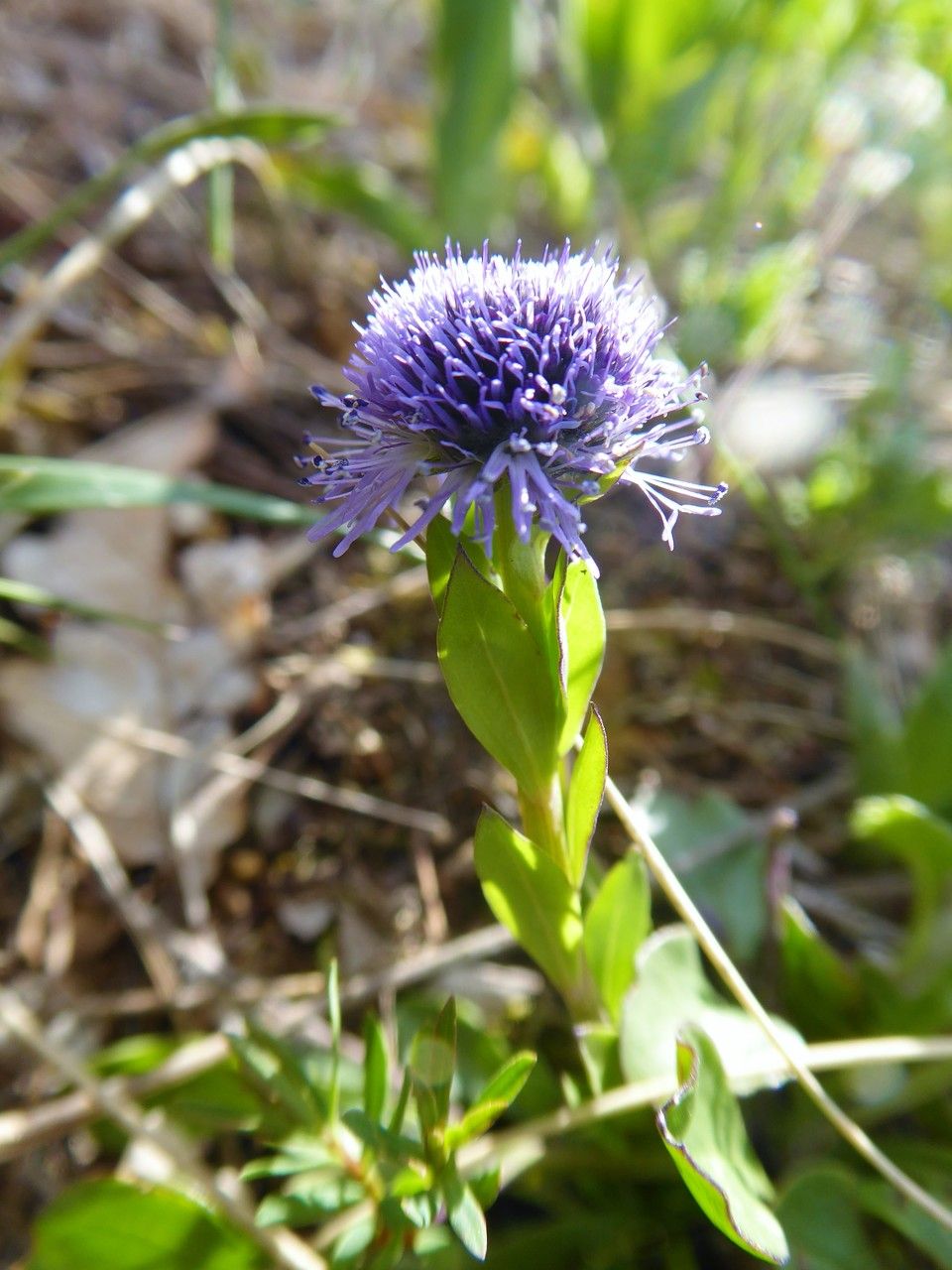 Globularia punctata habit