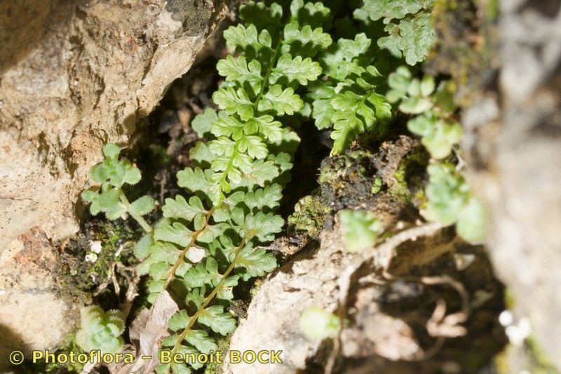 Asplenium majoricum habit