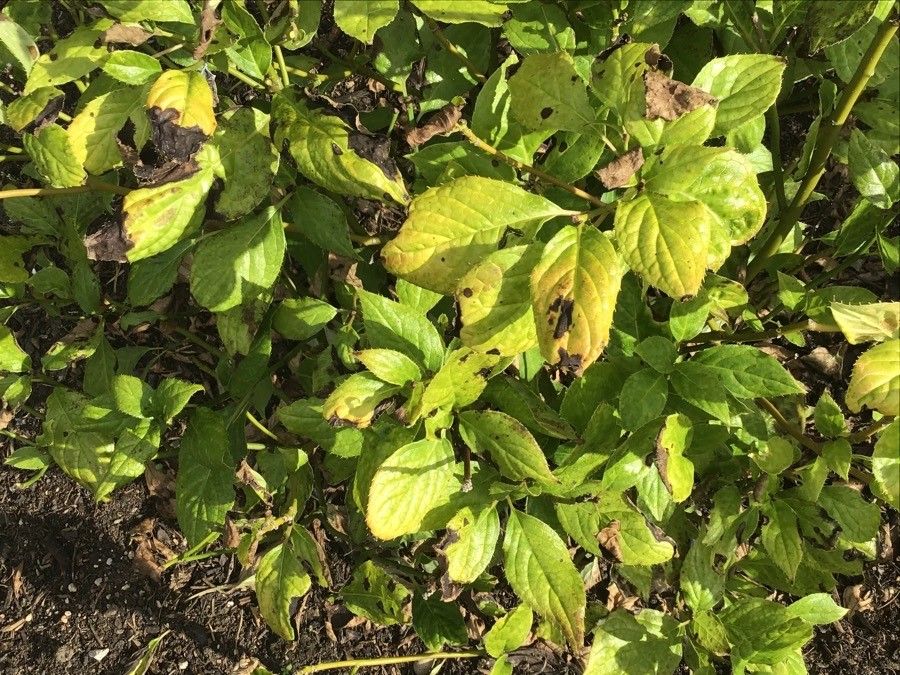 Helwingia japonica — houseplant care guide