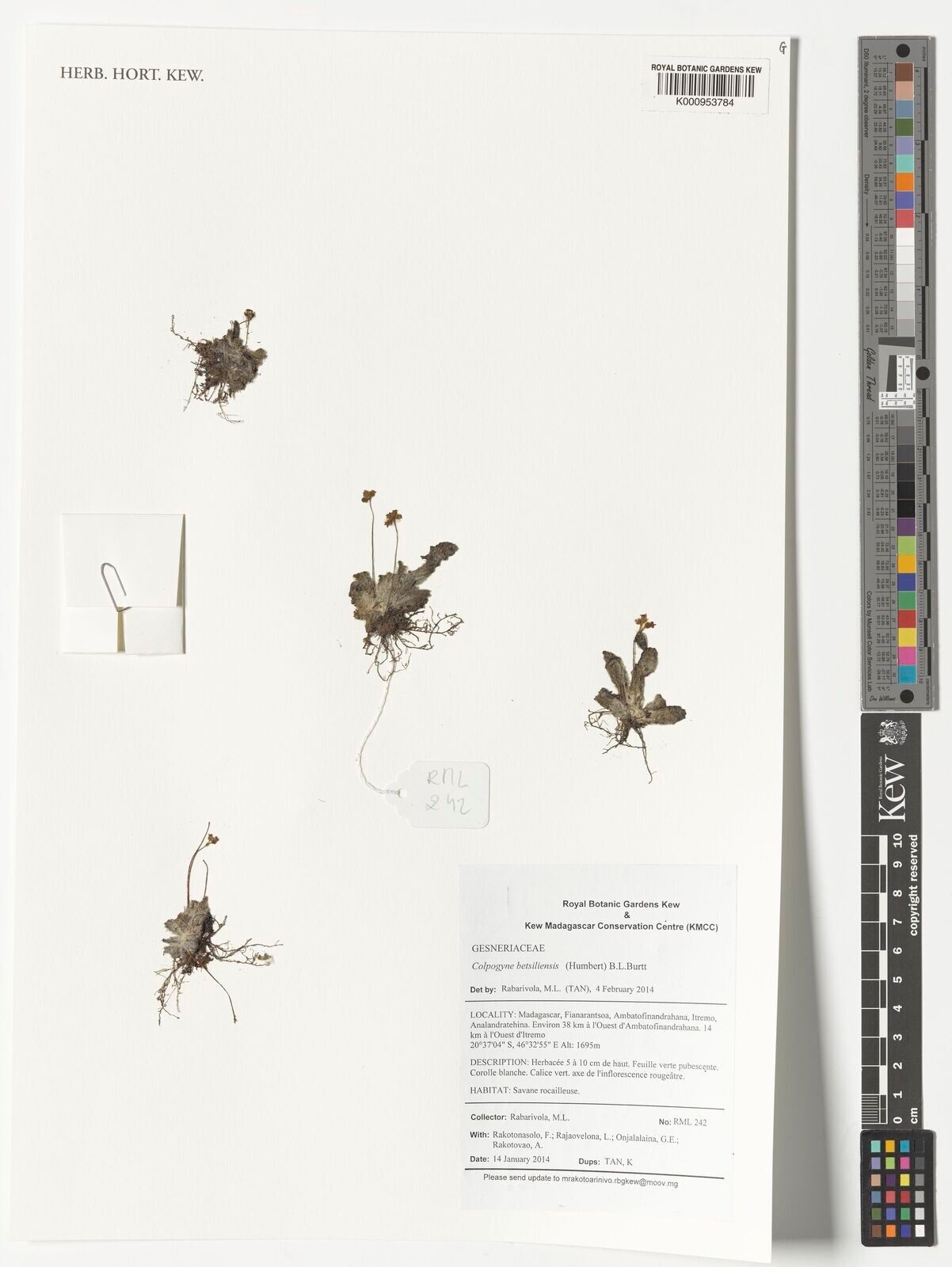 Streptocarpus betsiliensis — related species from the same genus
