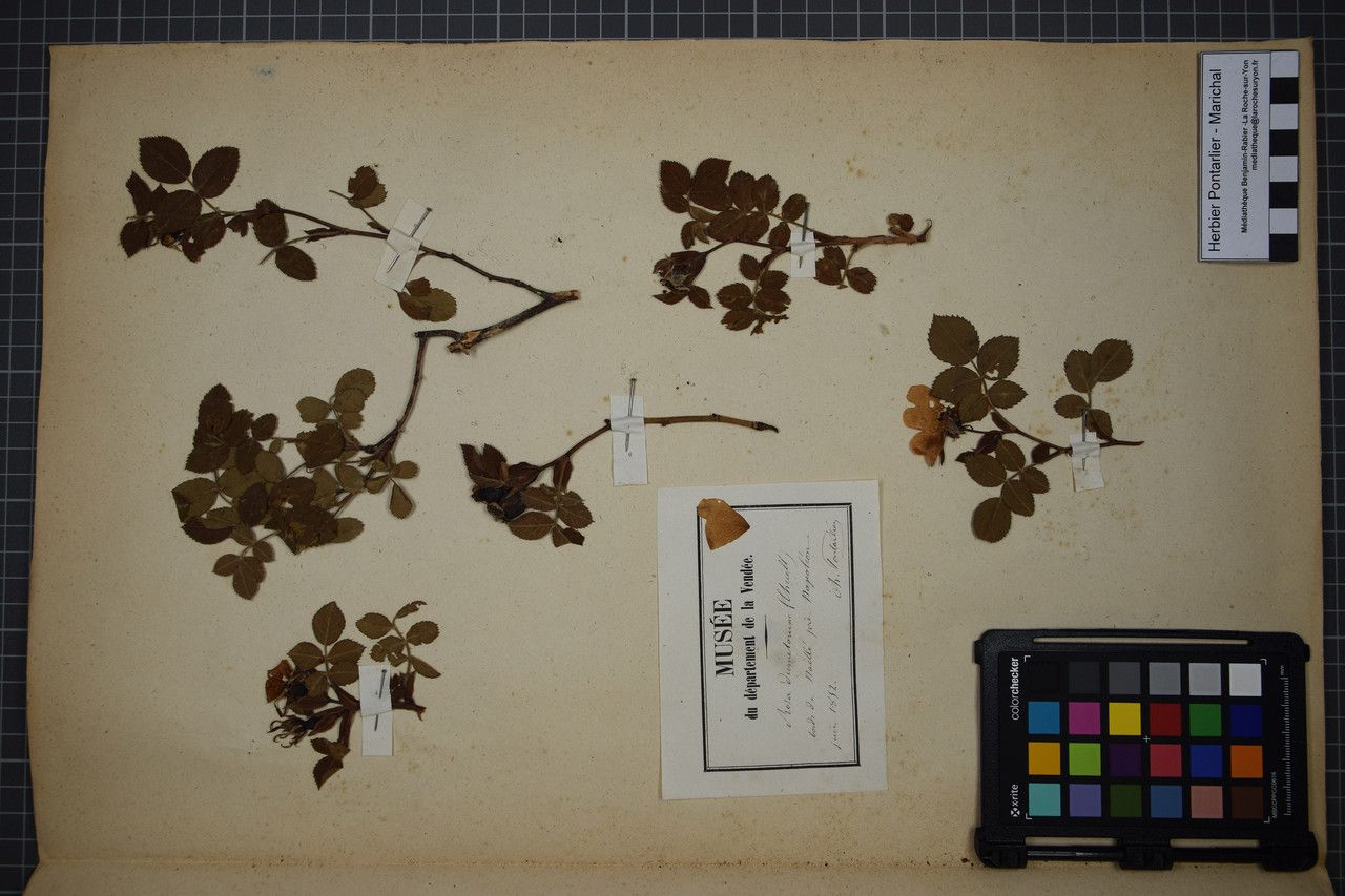 Rosa × dumetorum — houseplant care guide