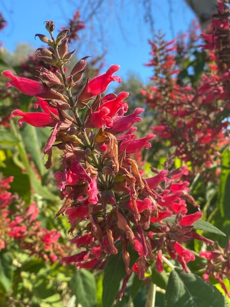 Salvia karwinskii other