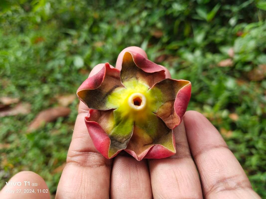 Wrightia coccinea — related species from the same genus