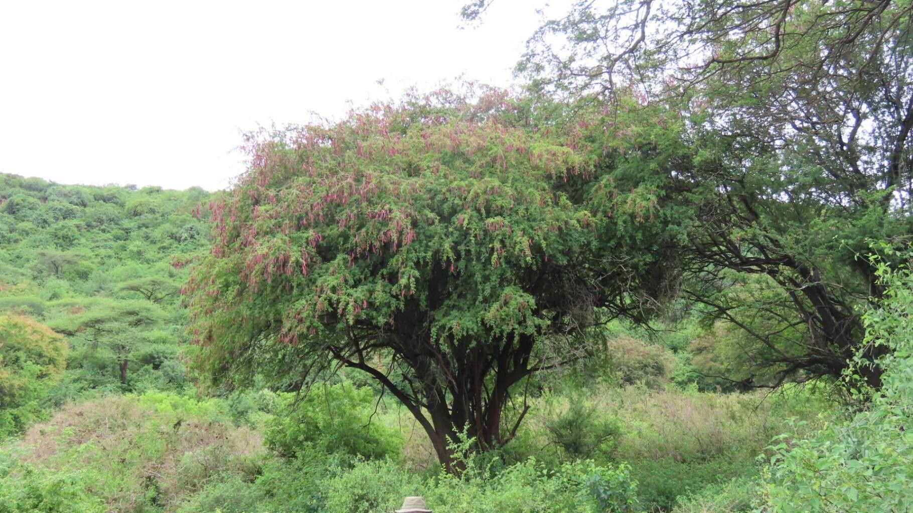Newtonia hildebrandtii habit