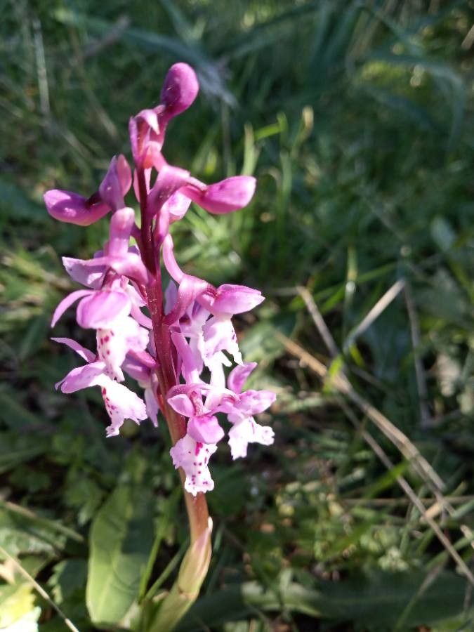Orchis olbiensis fruit