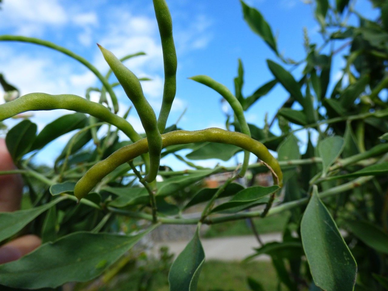 Indigofera ammoxylum fruit