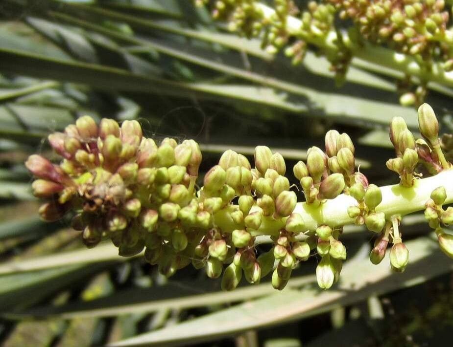 Dracaena caboverdeana flower