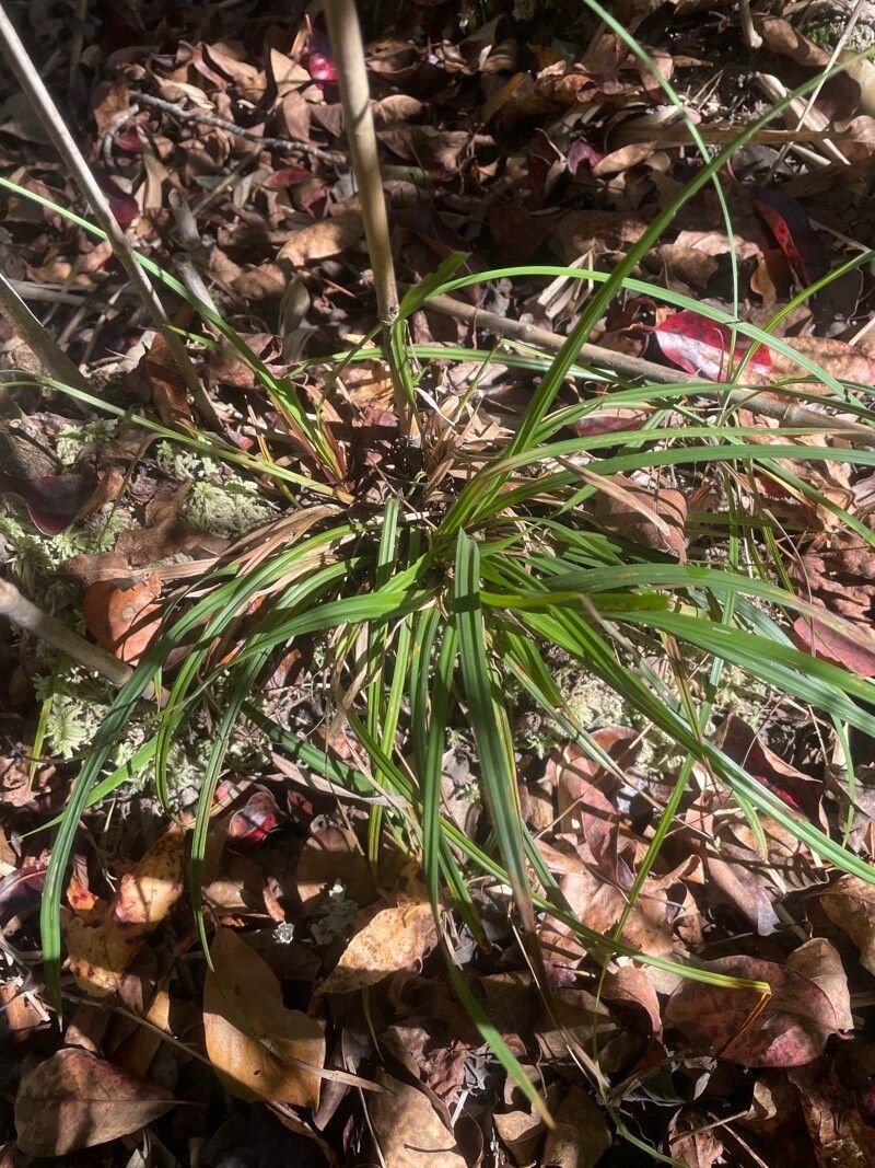 Carex pedunculata leaf