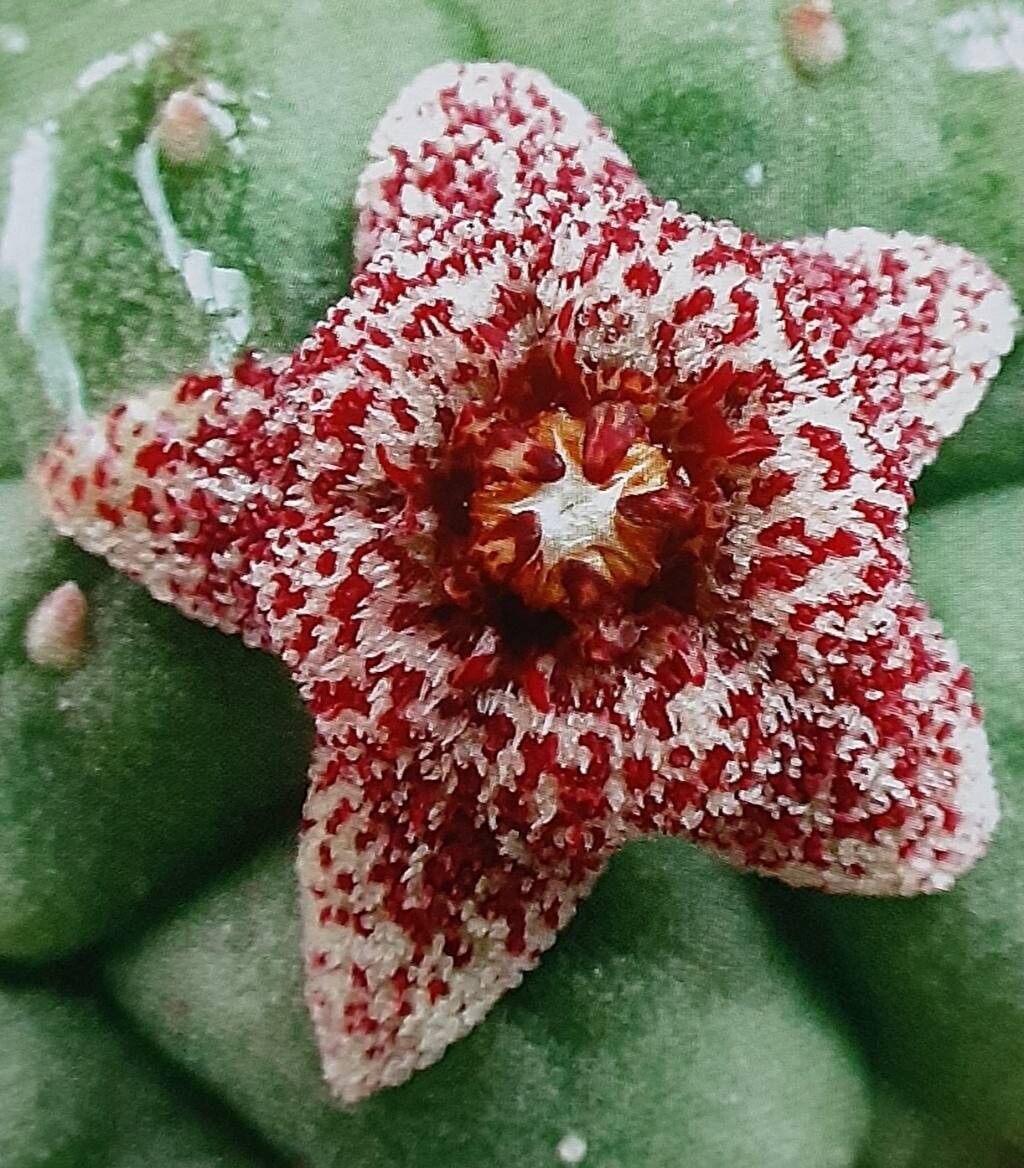 Larryleachia perlata flower