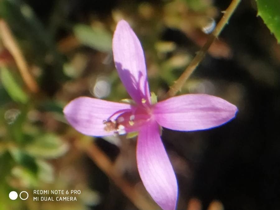 Clarkia modesta flower