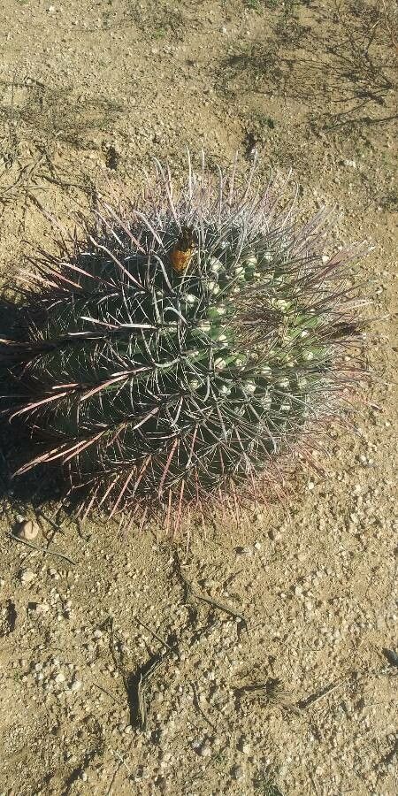 Ferocactus cylindraceus fruit