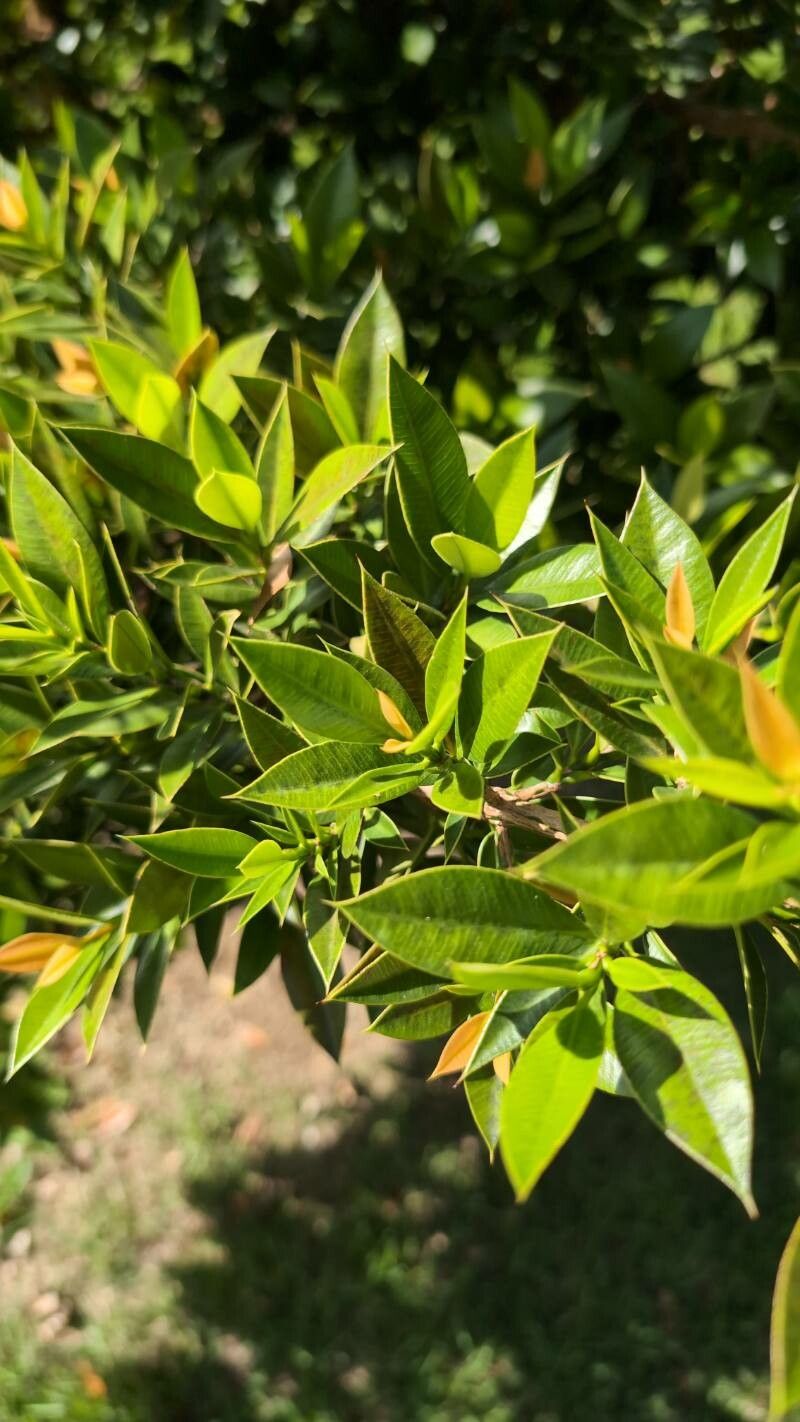 Garcinia portoricensis leaf