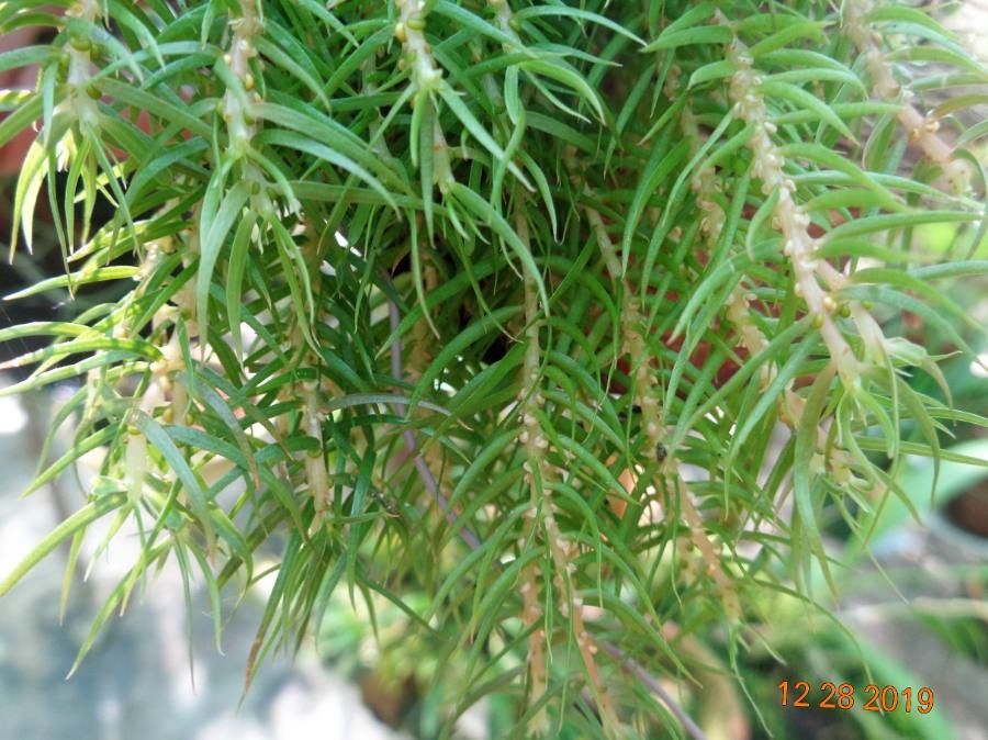 Huperzia linifolia — search result for 'Huperzia'