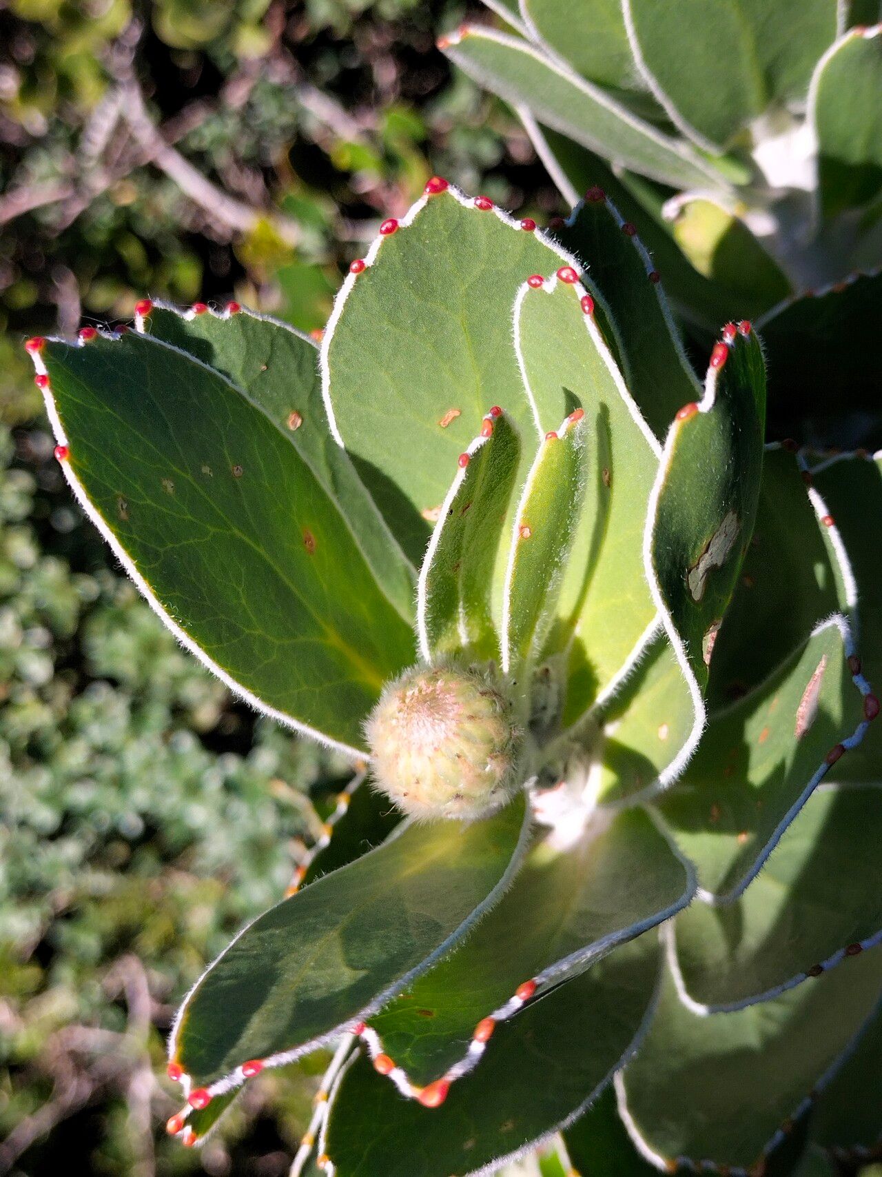Leucospermum conocarpodendron flower