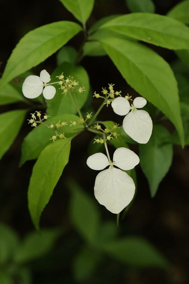 Hydrangea scandens — houseplant care guide