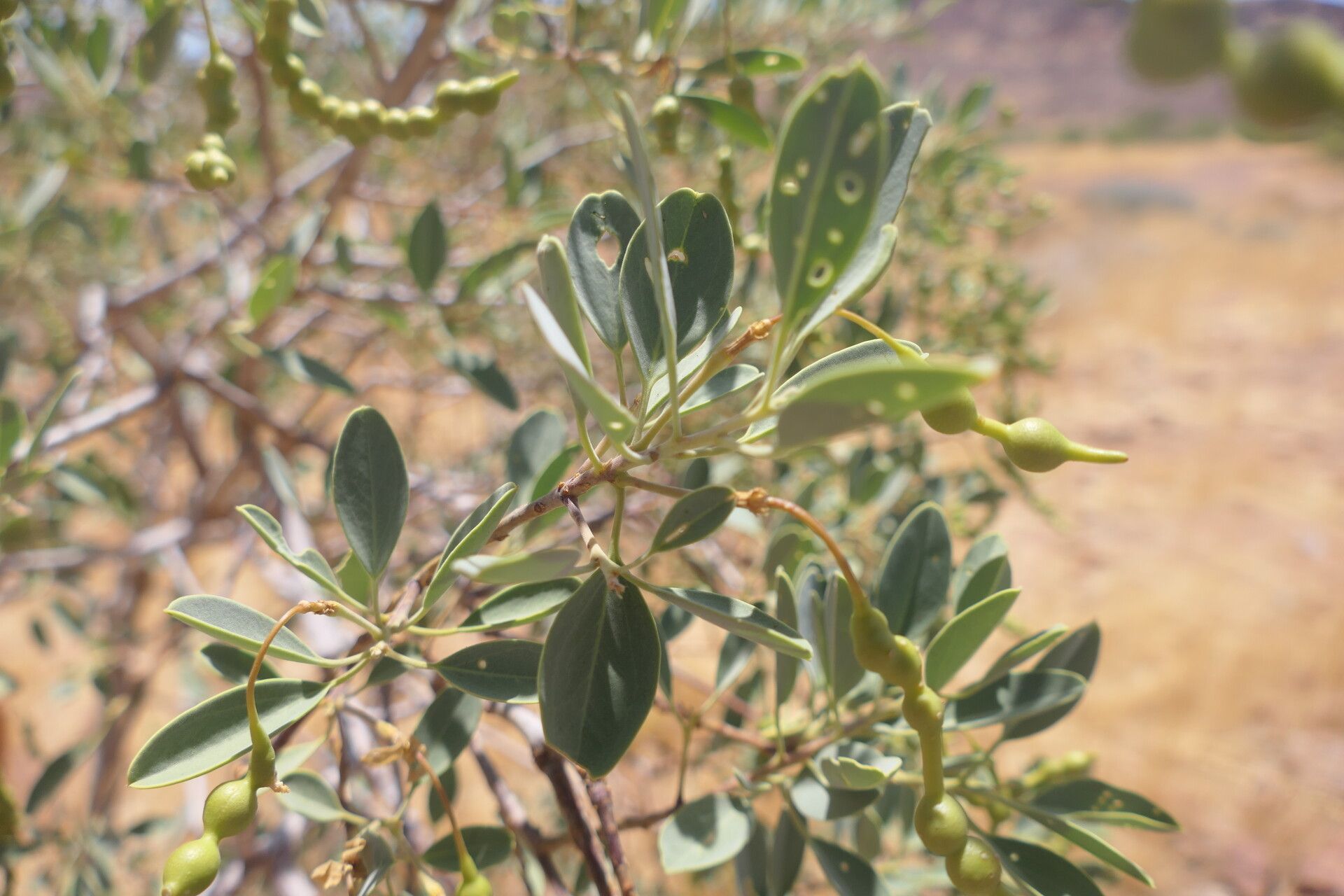 Maerua schinzii — search result for 'Maerua'