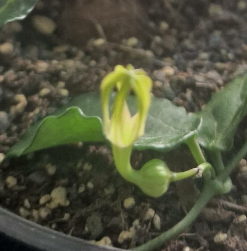 Ceropegia inornata flower