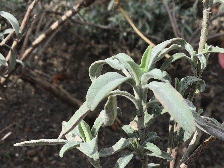 Salvia lavandula — search result for 'Lavandula'