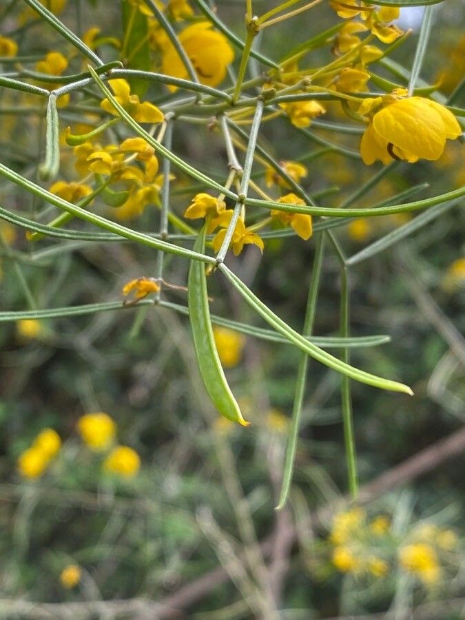 Senna artemisioides fruit