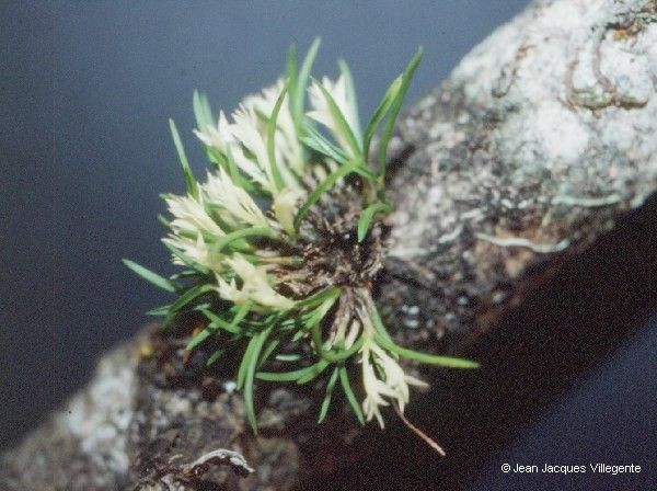 Dendrobium masarangense fruit