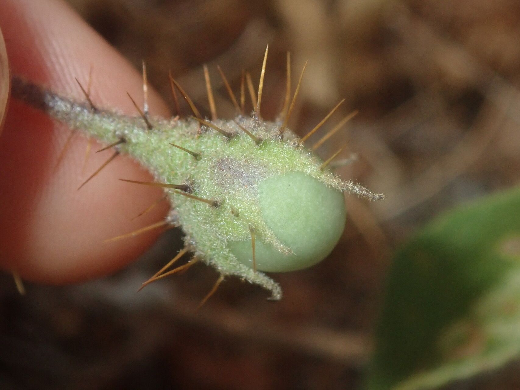 Solanum cleistogamum fruit
