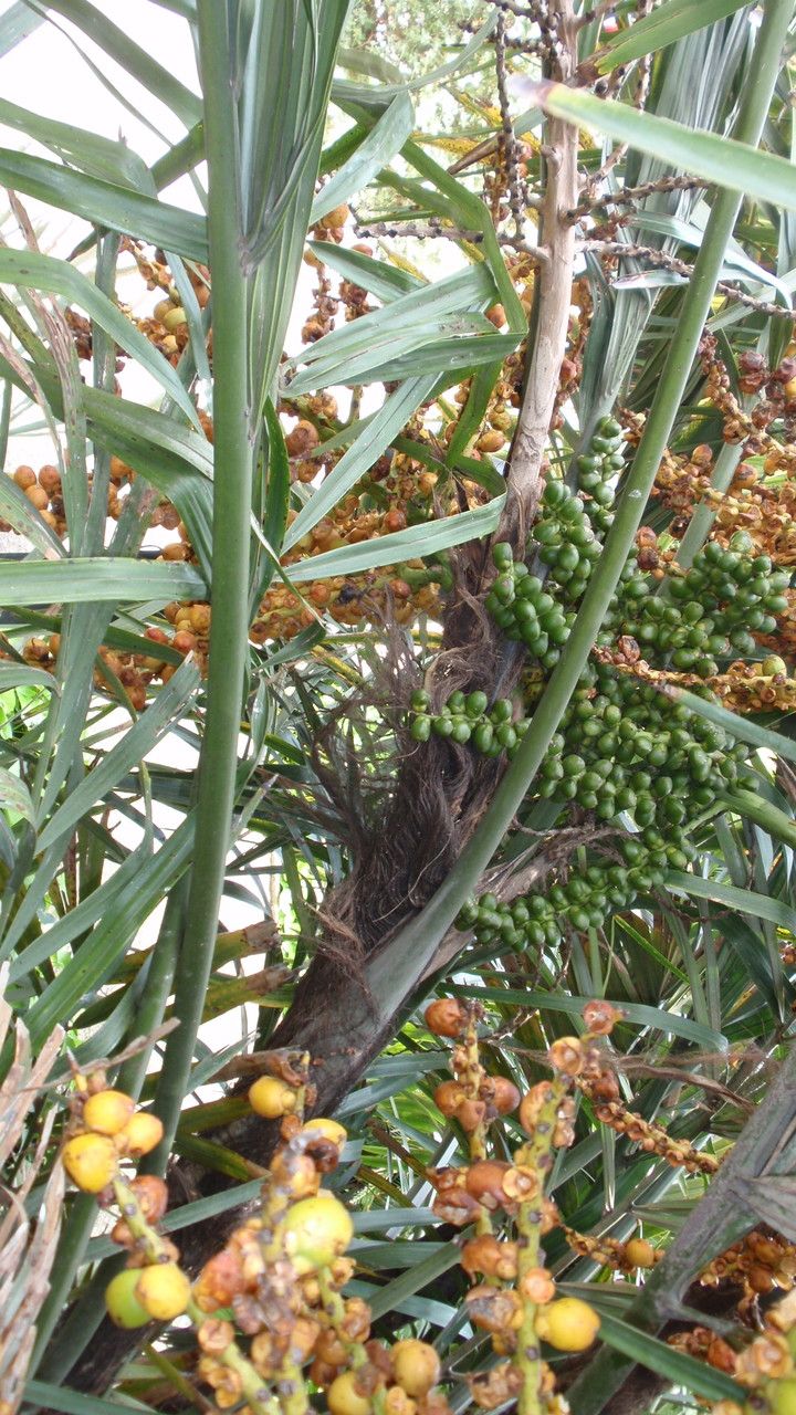 Arenga engleri fruit