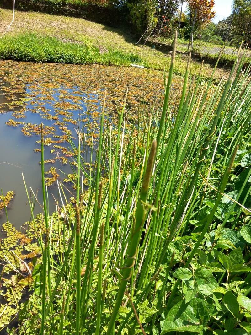 Eleocharis interstincta — search result for 'Eleocharis'