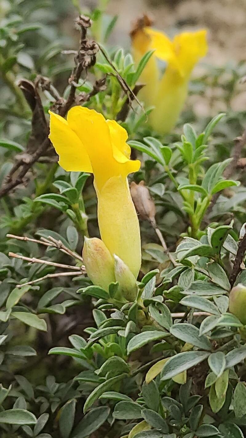 Cytisus wulfii flower