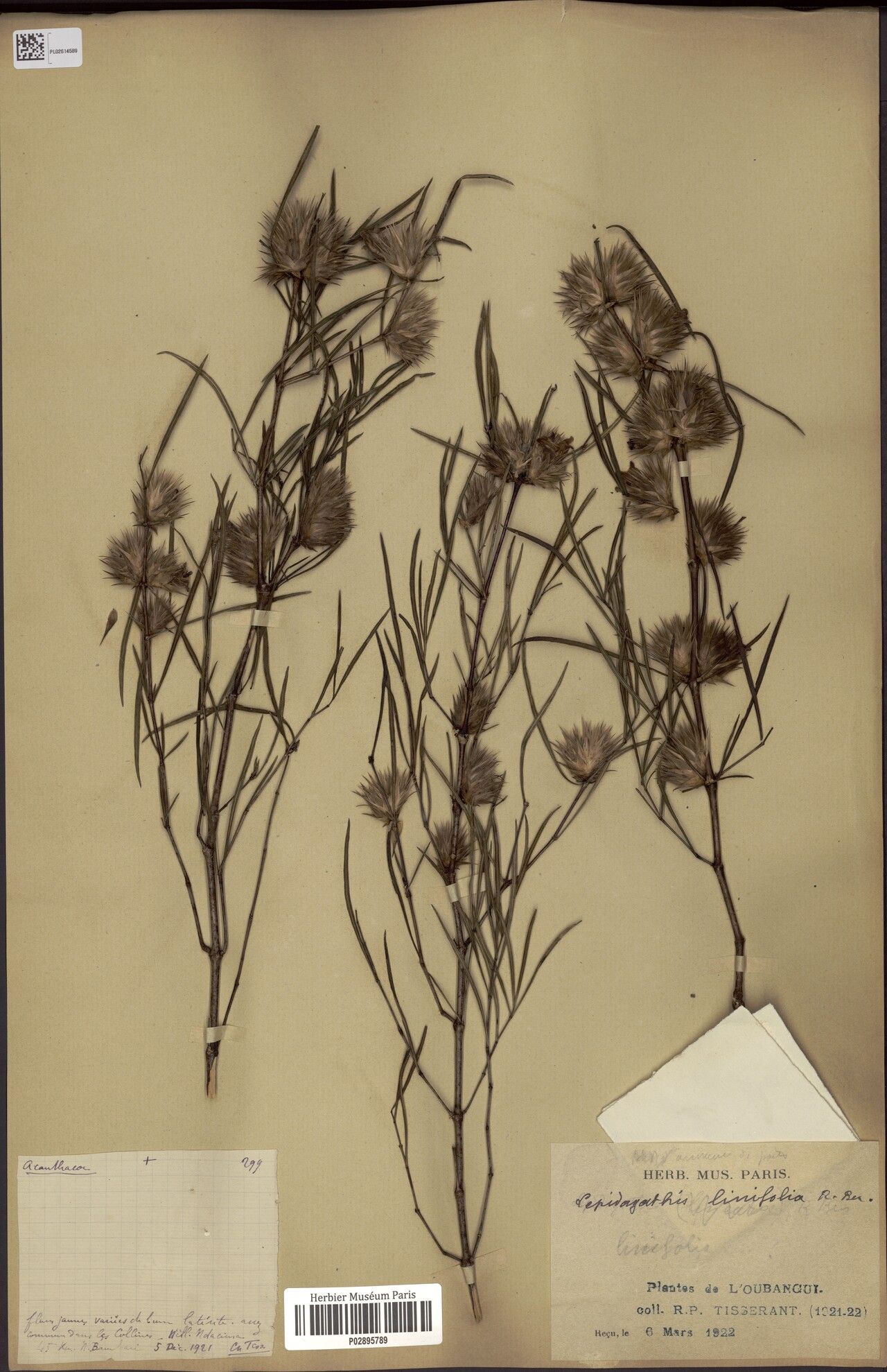 Lepidagathis linifolia — houseplant care guide