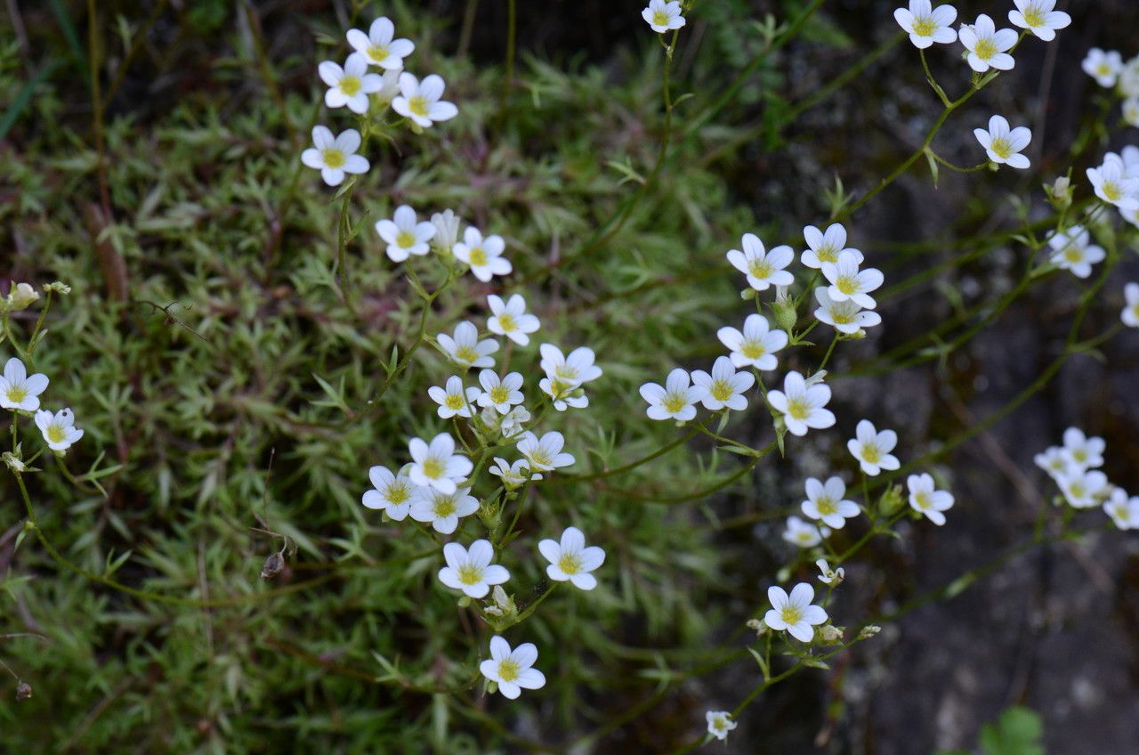 Saxifraga hypnoides habit