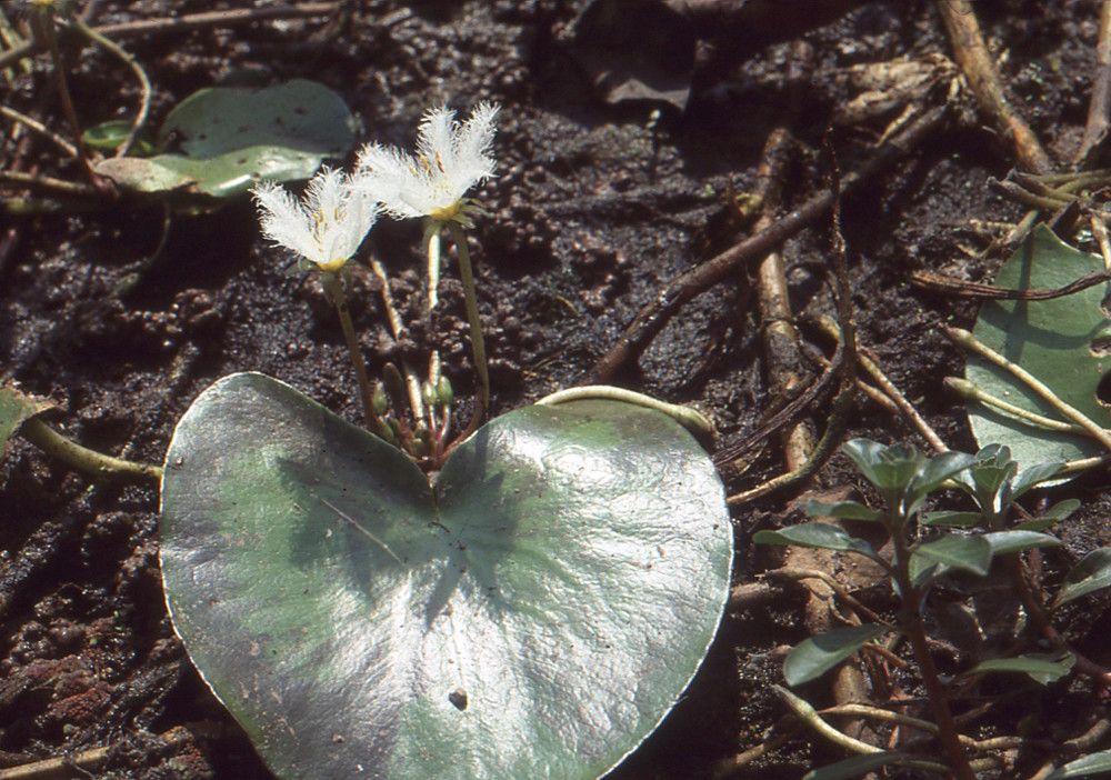 Nymphoides indica habit