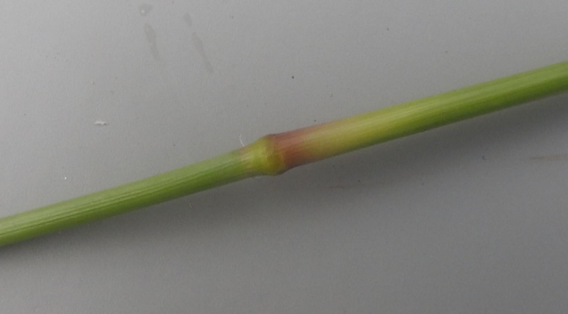 Eragrostis lappula bark