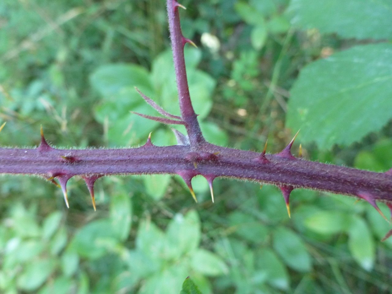 Rubus echinatus bark