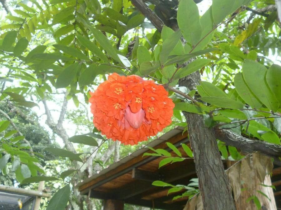 Brownea ariza — related species from the same genus