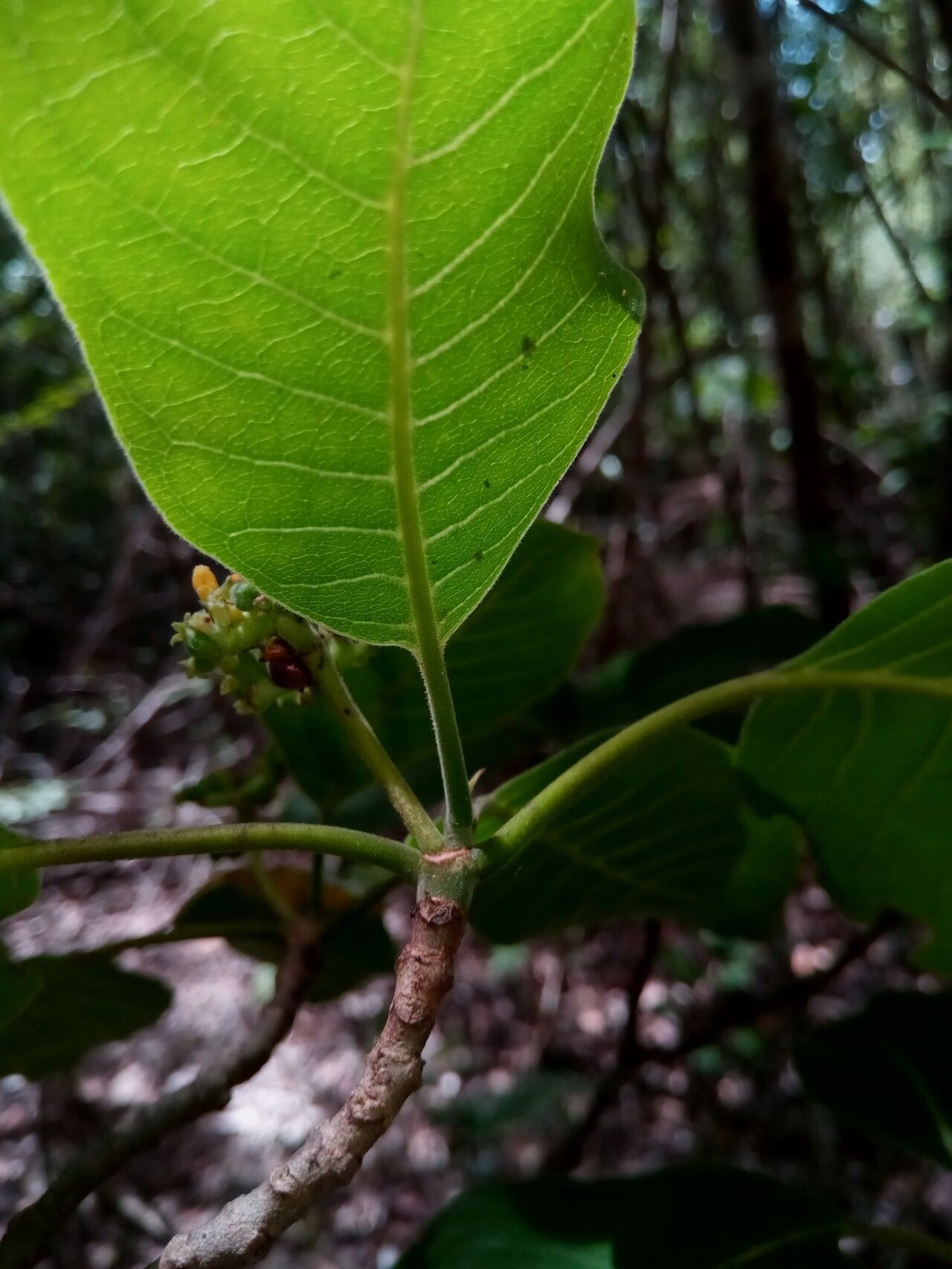Psychotria boenyana flower