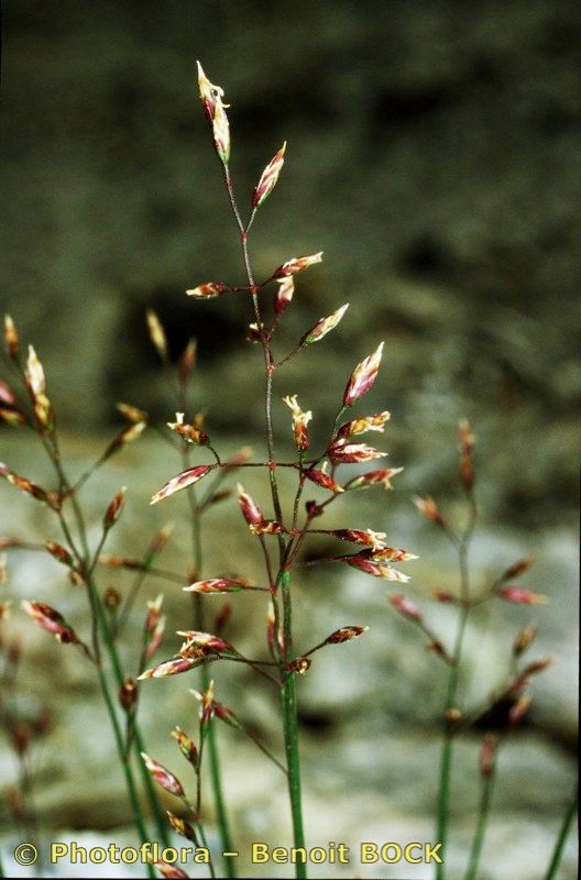 Poa glauca fruit