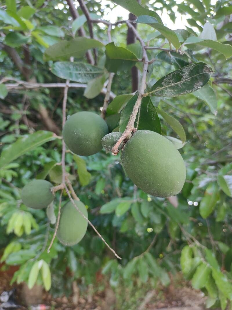 Moquilea tomentosa fruit