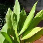 Curcuma longa