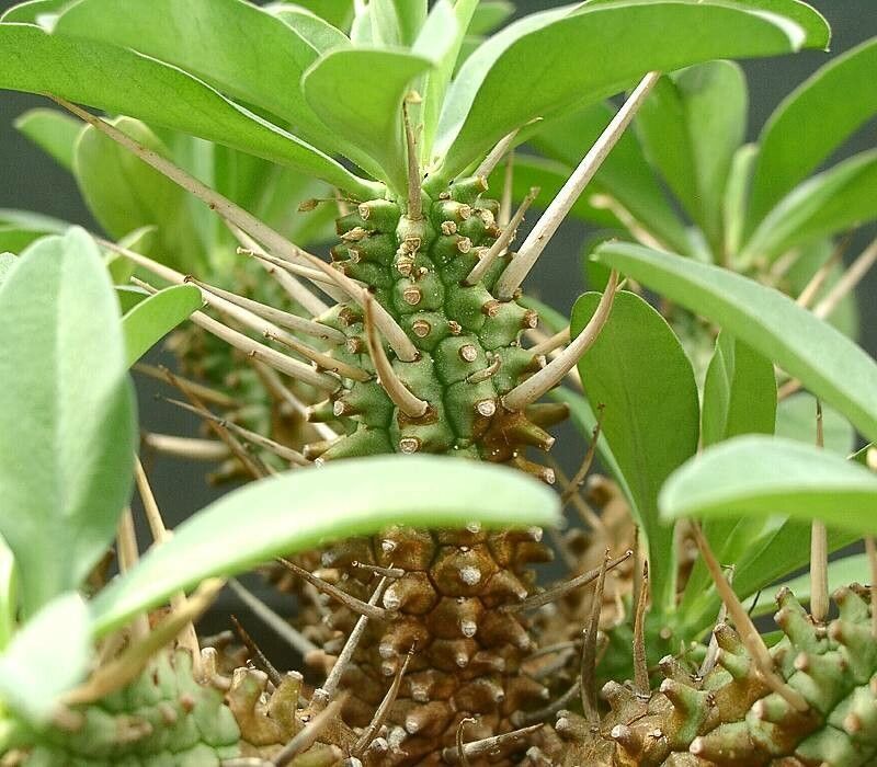 Euphorbia eustacei habit