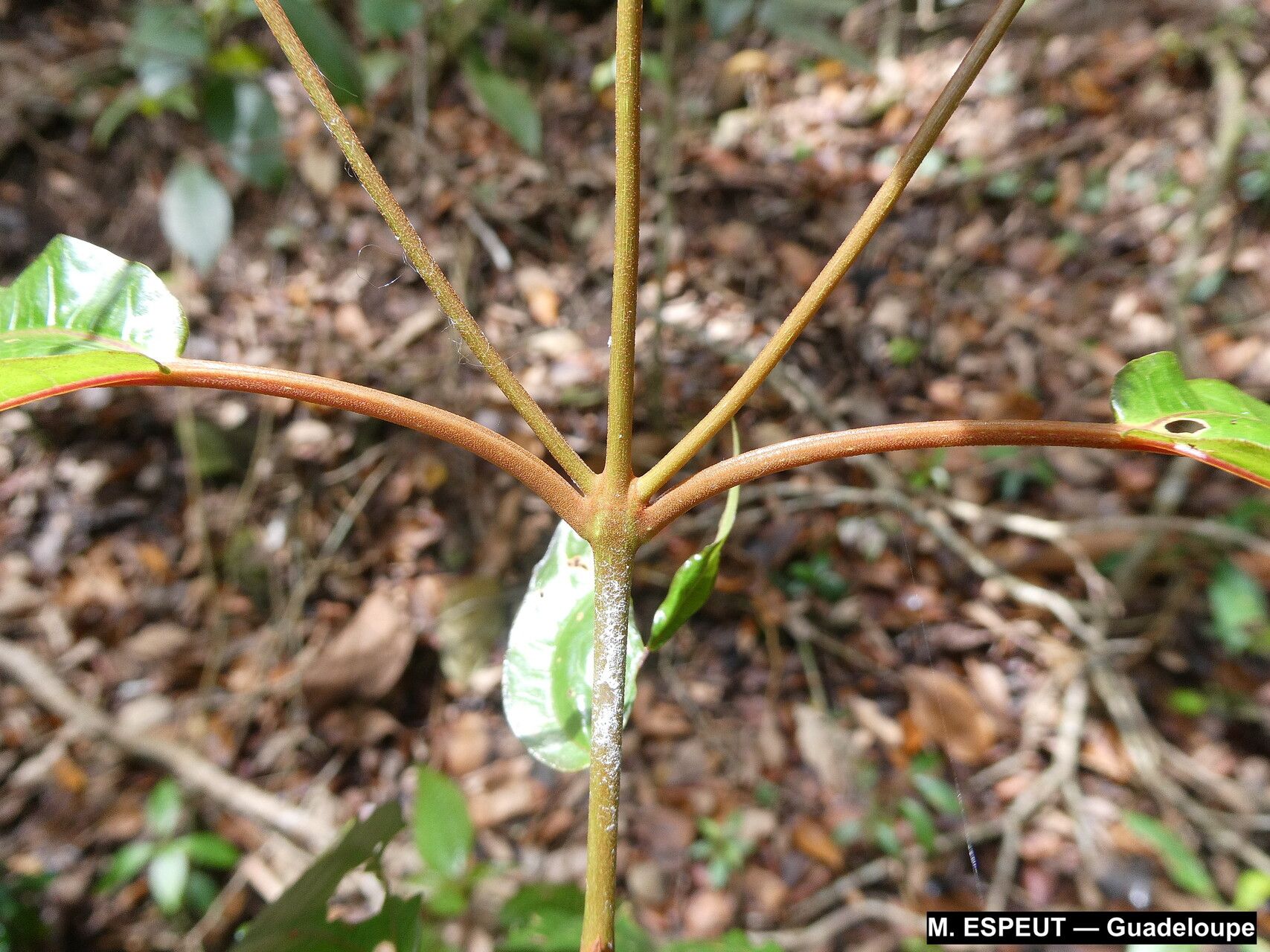 Miconia cornifolia bark