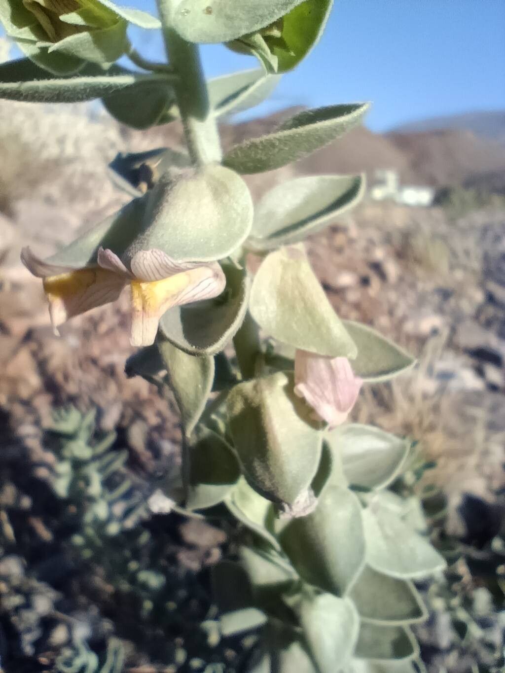 Polygala tinctoria flower