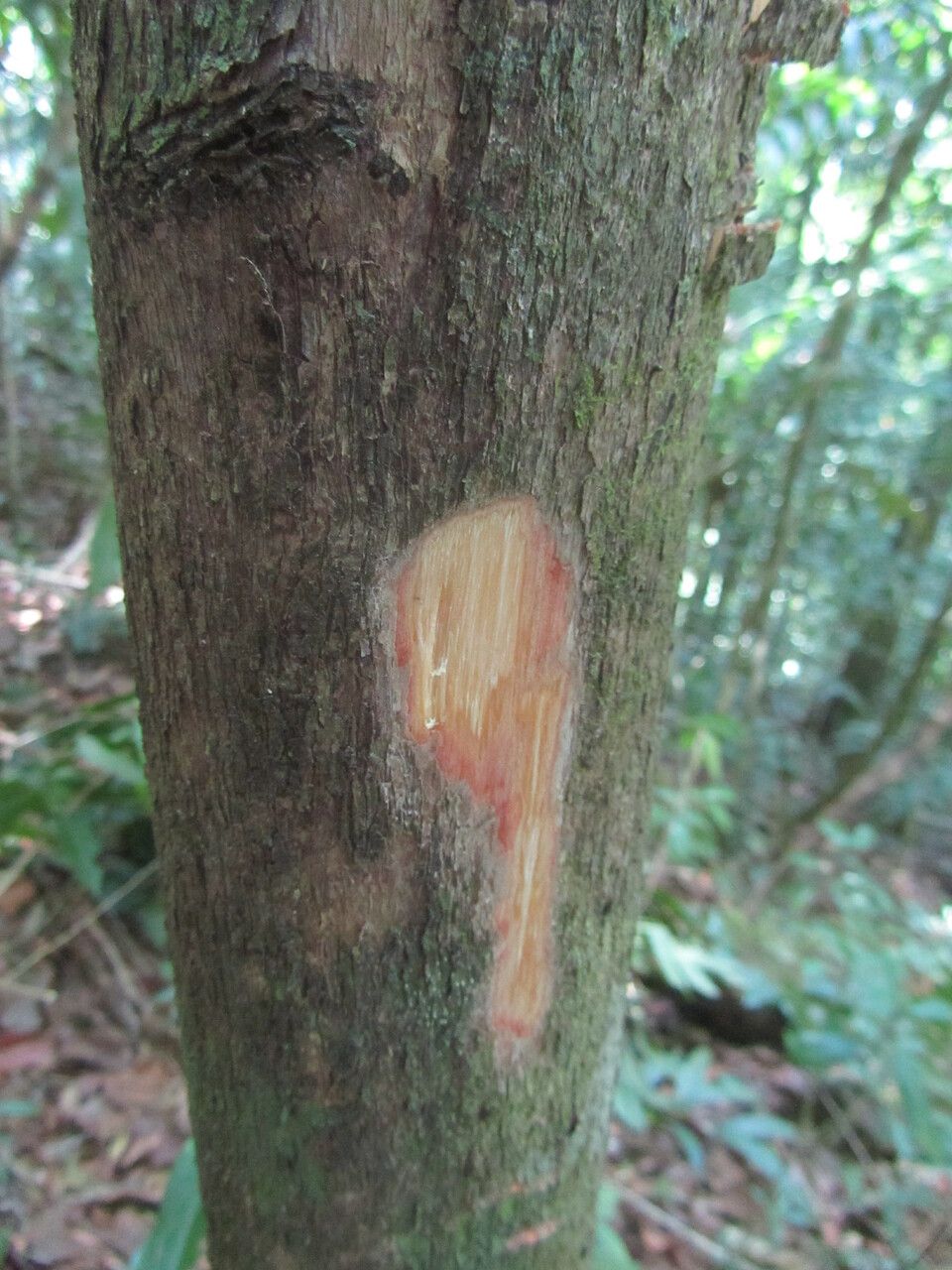 Mouriri gleasoniana bark