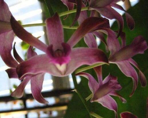 Dendrobium taurinum — houseplant care guide