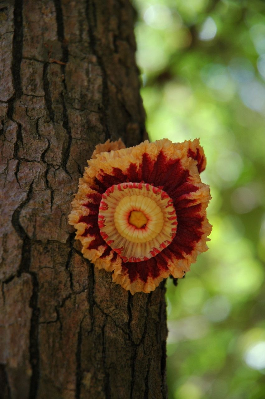 Napoleonaea imperialis flower